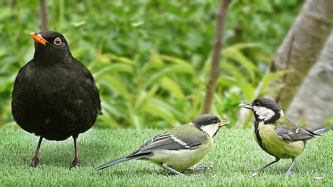 Videos for Cats to Watch - Birds on The Green Grass