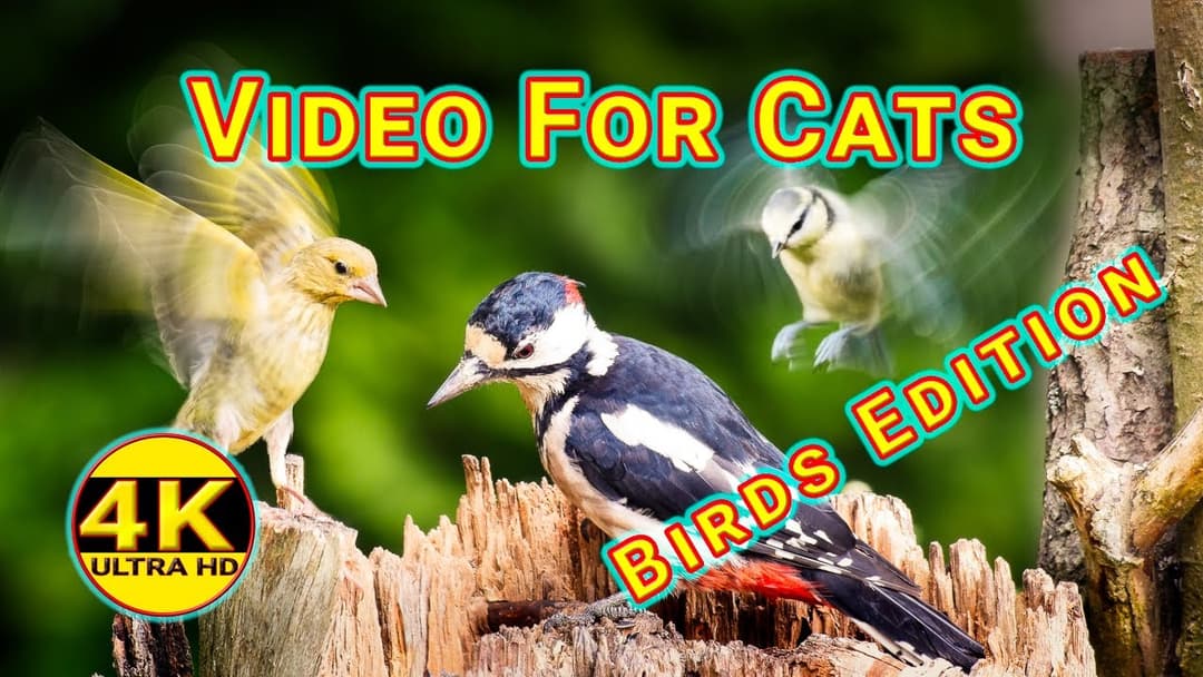 Video for Cats - Birds Edition - 4K