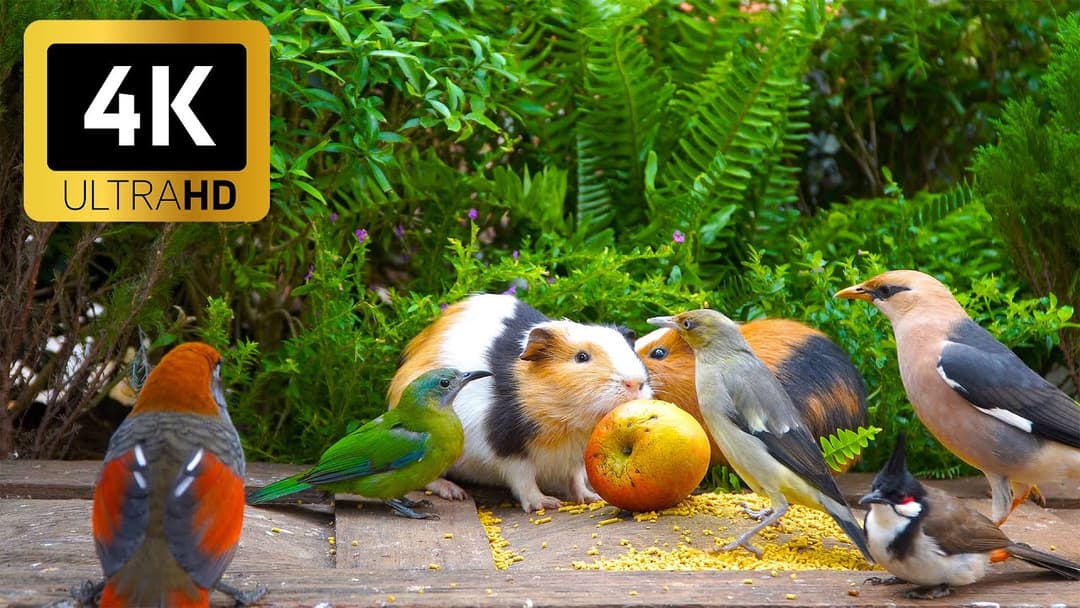 Ultimate Cat TV 😺 Nature’s Peace with Birds & Squirrels 🐦🐿️ Perfect 4K HDR Video for Cats