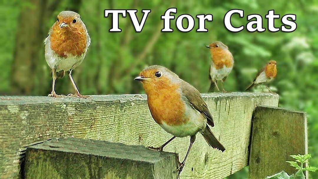 TV for Dogs : Birds in Slow Motion World - TV for Your Dog