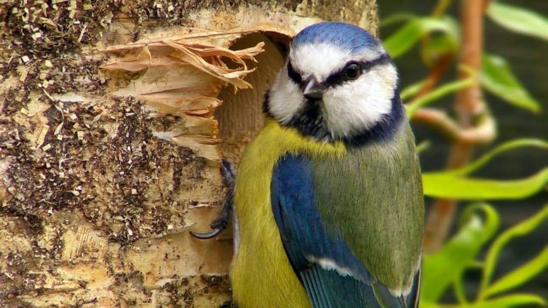 Birds Relaxation - Relaxing One Hour of Blue Tits Coming and Going