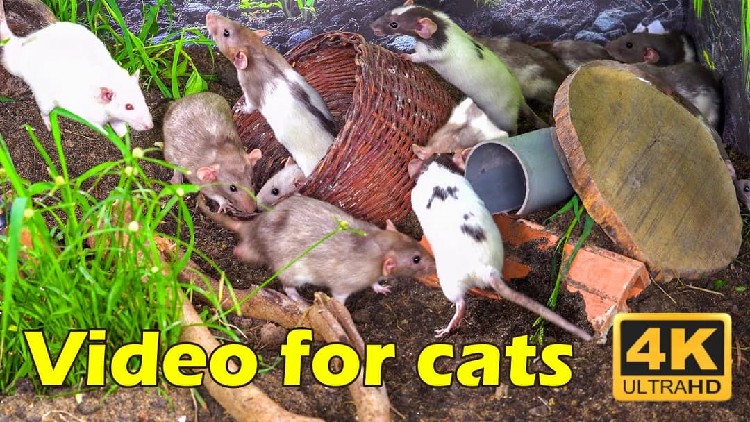 Cat TV: Hide & Seek Challenge with Tiny Mice – 4K Cat TV to Keep Your Kitty Engaged! | Catflix