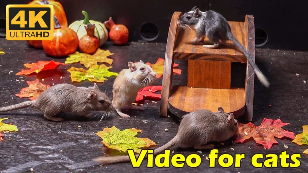 Cat TV: Mice in a Leafy Hide & Seek Adventure - 3 Hours 4K UHD | Catflix