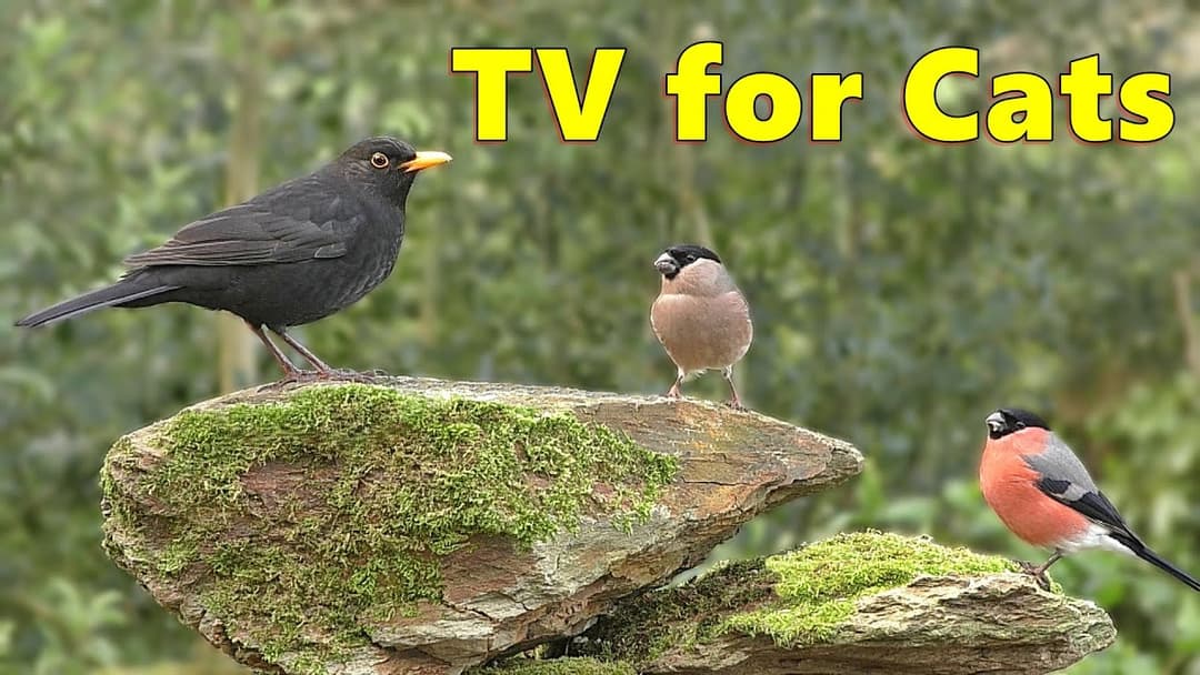 How I Relax My Cat ~ Birds for Cats to Watch ⭐ 8 HOURS ⭐