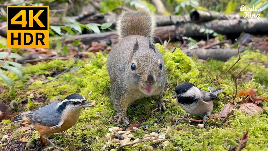 Cat TV for cats to watch 4K HDR: Beautiful Birds and Cute Squirrels