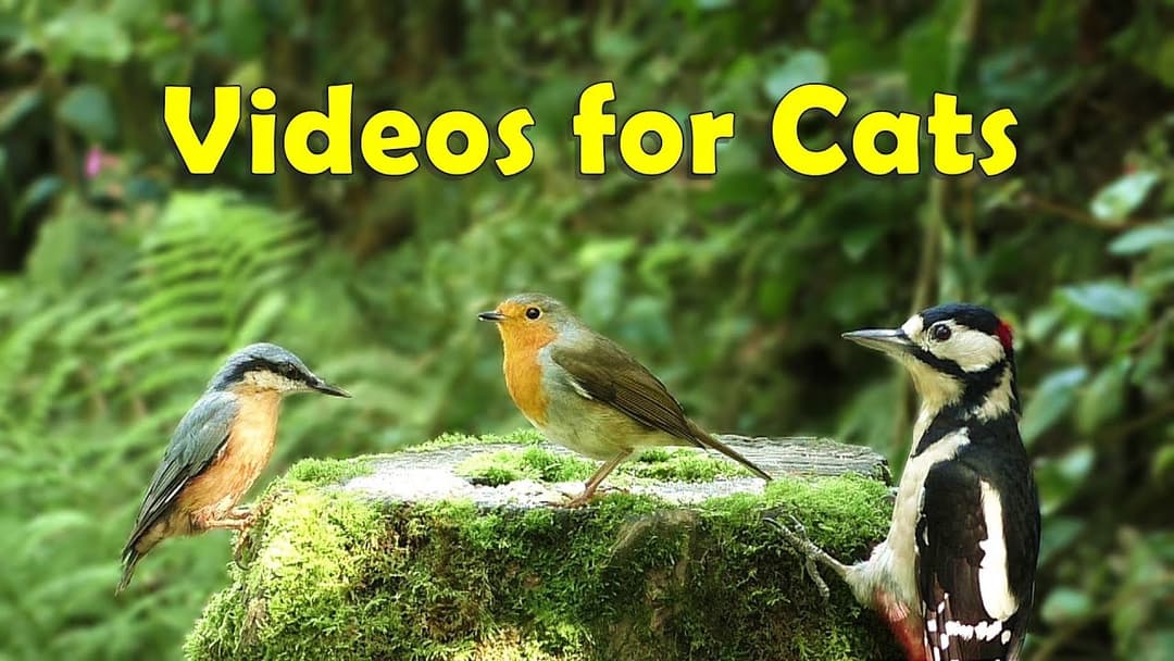 Relaxing Videos for Cats : Relax Your and My Cat - 8 Hours in The Forest Bird Garden ✔️ NEW