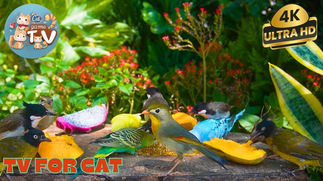 🔴🐱Birds, Grosbeaks & Squirrels in a Beautiful Forest🦜! Live 12 Hour Cat TV Videos | 4K HDR ULTRA