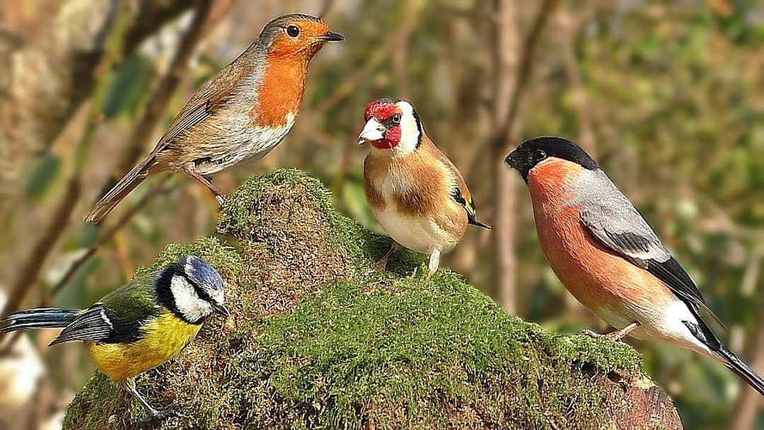 TV for Dogs :  Summer Birds Spectacular - Videos to Calm Your Dog