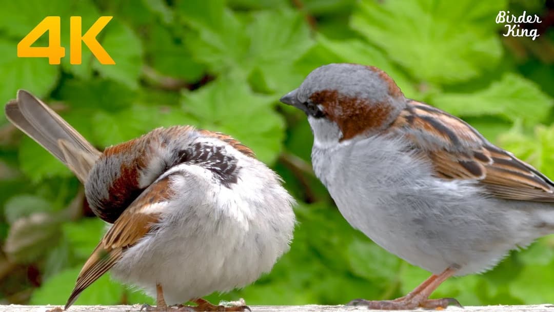 Cat TV Birds 😺 6 Hour Videos for Dogs 🐶Beautiful Sparrows and Doves 🐦Relax Your Pets(4K)