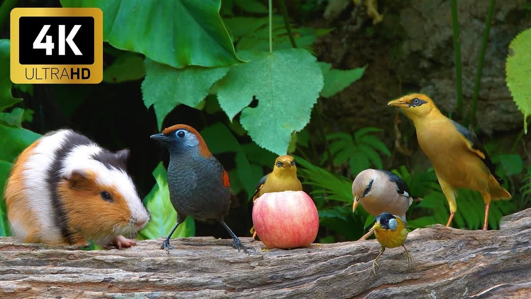 Relaxing Cat TV for Cats to Watch 😺 Birds & Squirrels Gather in the Garden After the Rain 🐦🐿️ HDR
