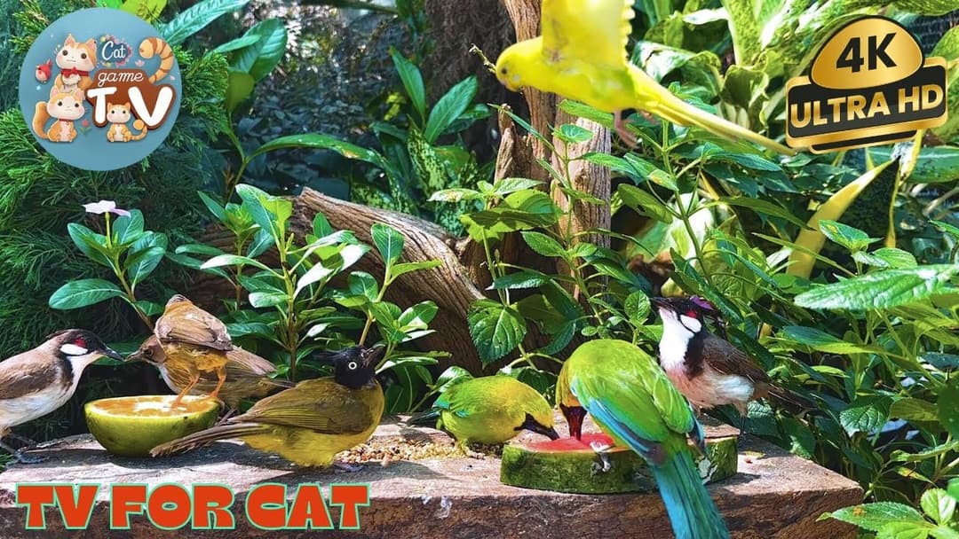 🔴😺Delight in🌞Red Squirrels, Chipmunks & Summer Forest Friends🦜! Live 12 Hrs Relaxing Video for Cats