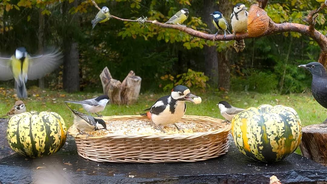 Cat TV: Cute Little BIRDS for Cats to Watch 😺 with Relaxing Birdsounds 10 hours