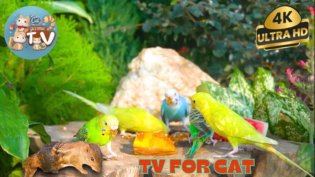 🔴🐱 Birds & Squirrels Backyard 🦜! Live 12 Hour Cat TV Videos | 4K HDR ULTRA