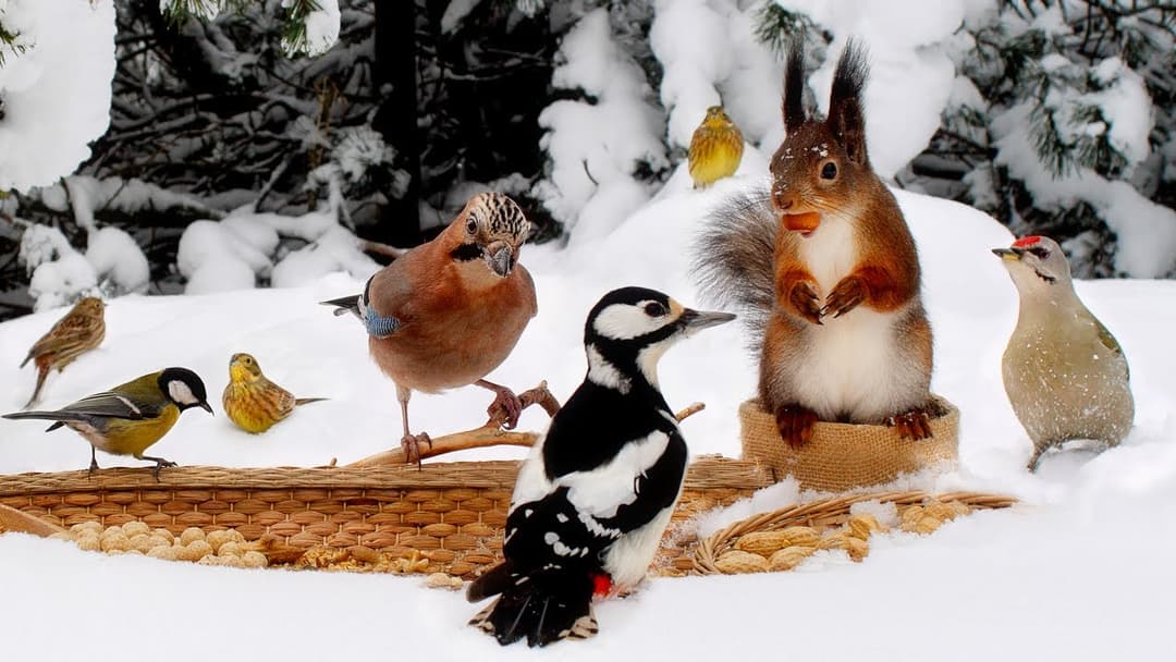 Best Nature TV for Your Furry Friends: Fantastic Day with Birds and Squirrels☃️10 hours