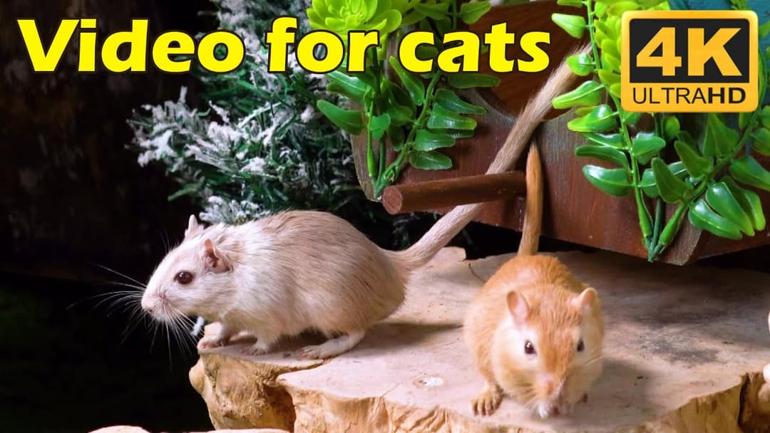 Cat TV: Endless Hide & Seek with Tiny Mice in a Wood Hole Wonderland - 3 Hours 4K UHD | Catflix