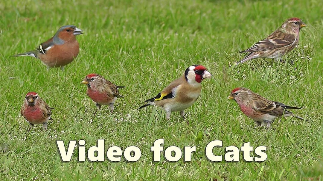 Videos for Cats : Little Bird Paradise - 8 HOURS of Cat TV