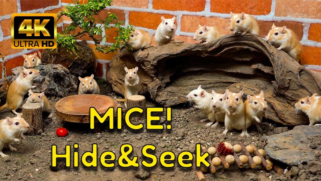Cat TV 4K Hide & Seek | Non-Stop Peek-a-Boo Fun with Mice and Gerbils