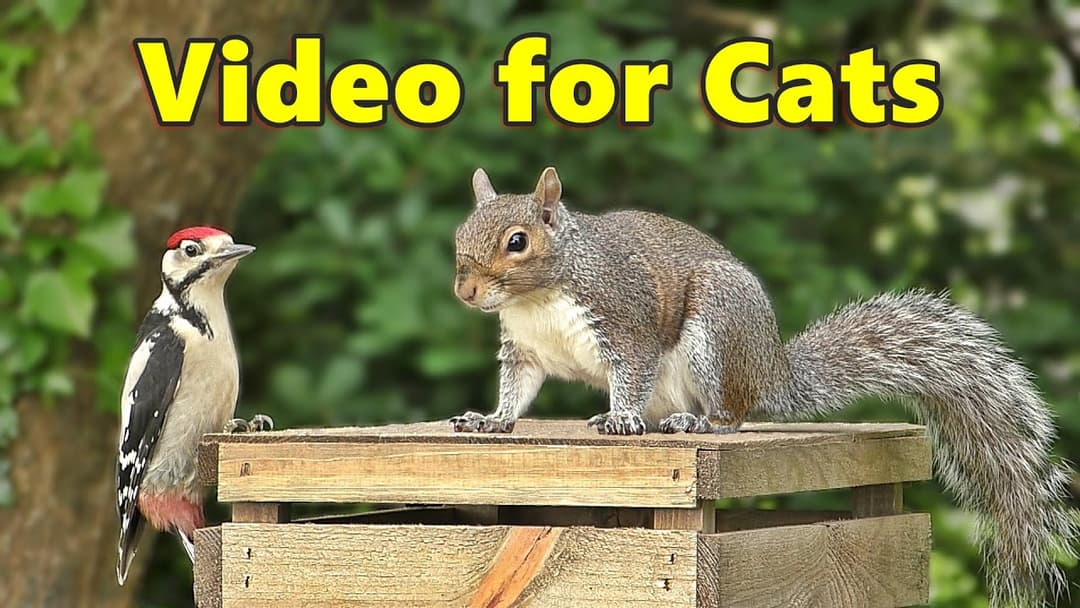 Videos for Cats to Watch ~ Garden Birds and Squirrels Watch
