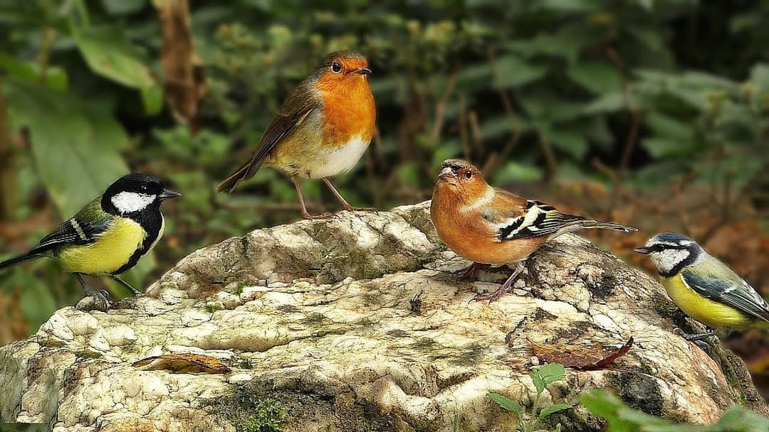 Entertainment for Cats - Birds Return To White Rock