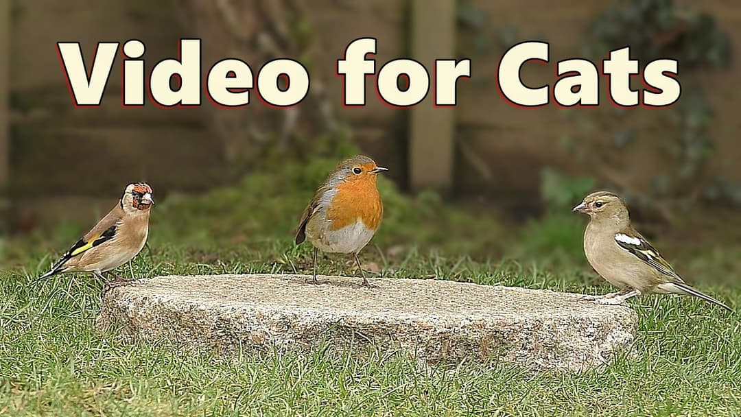 Cat TV ~ Videos for Indoor Cats to Watch 🌸 10 HOURS 🌸 NEW ✅