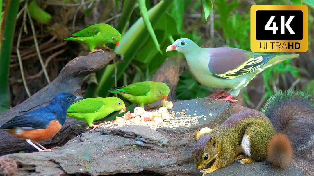 (No Ad Interruptions) Cat TV NO ADS😻 Playtime with Unlimited Birds and Cutest Squirrels 4K HDR