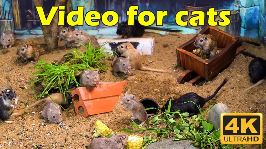 Hide & Seek: Tiny Mice in Nature – The Purrfect Cat TV Show! | Catflix