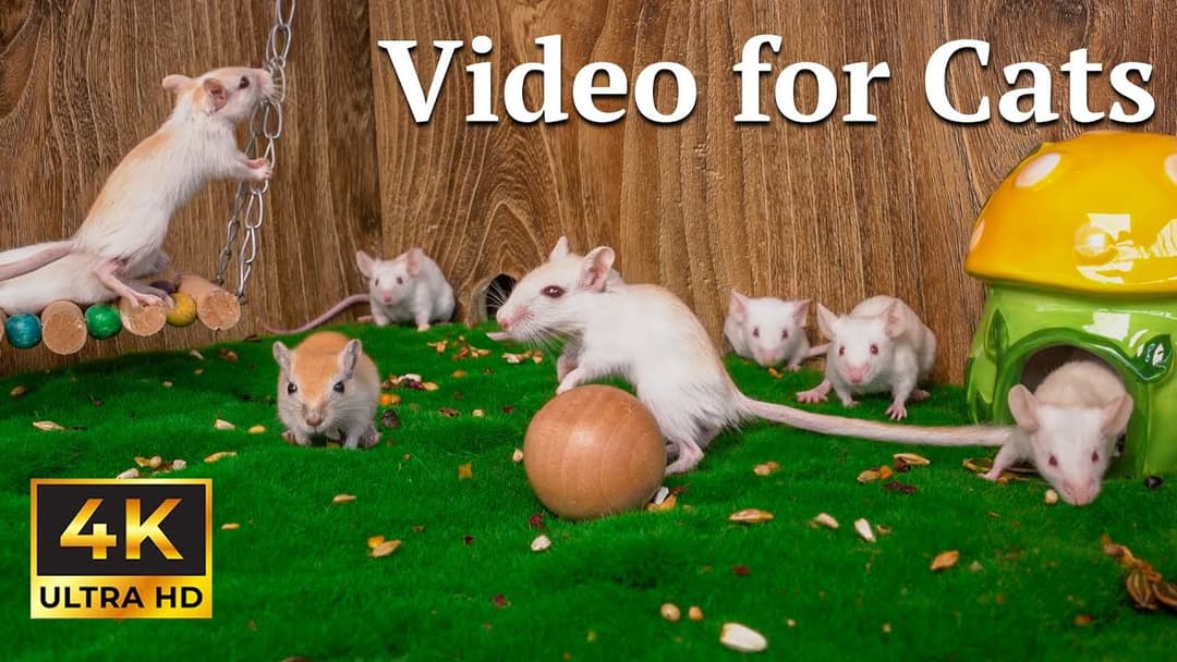 Cat TV: Hide & Seek Time! 4 Hours of Calm Entertainment for Cats | Catflix