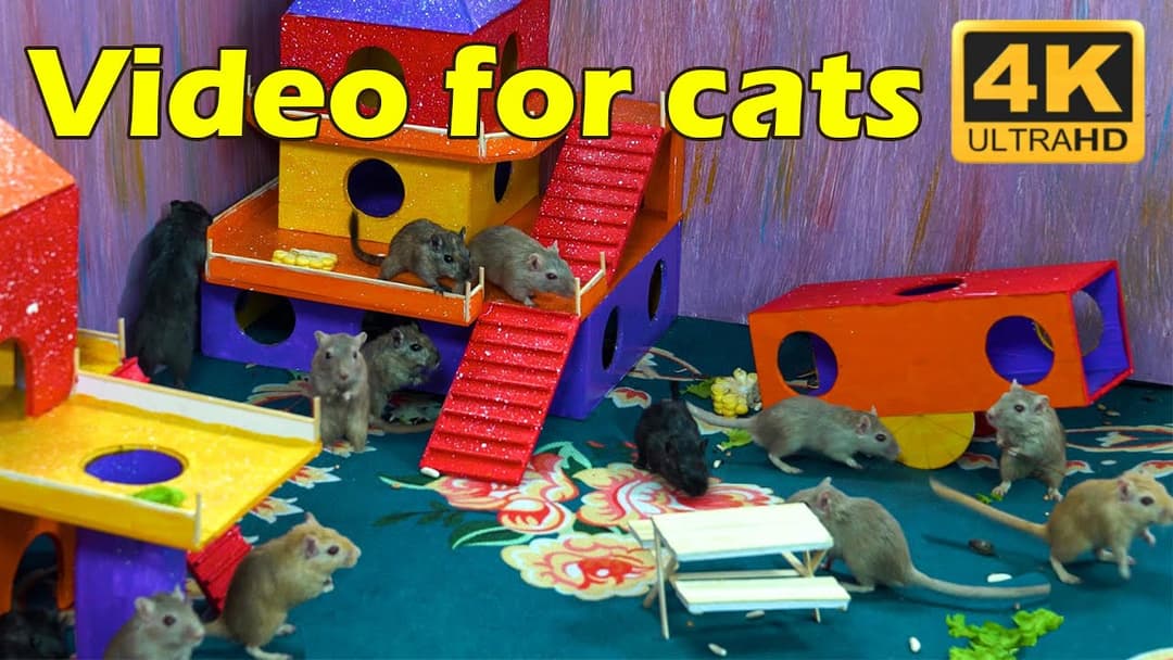 Cat Paradise: Non-Stop Hide & Seek With Mice in 4K UHD - 3 Hours! | Catflix