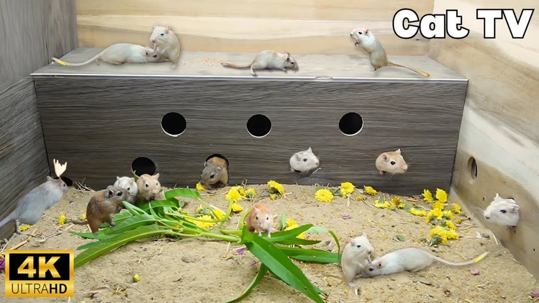 Cat TV 4K – Mice Playing Hide & Seek in Logs | 8 Hours of Endless Fun!