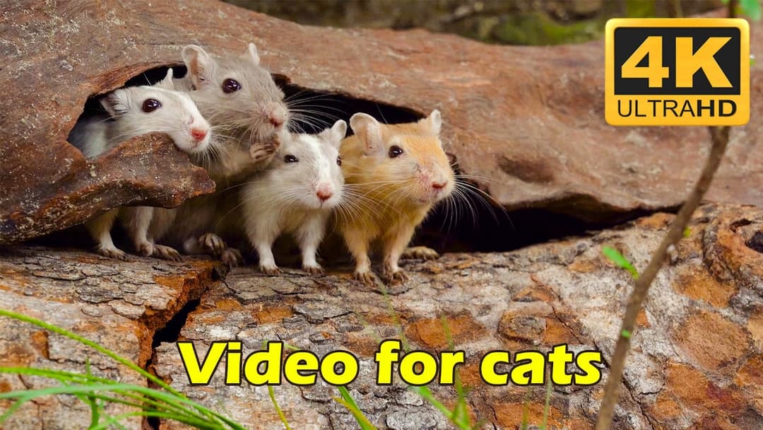 Cat TV: Tiny Mice Play Hide & Seek in Wooden Holes - 10 Hours 4K UHD | Catflix