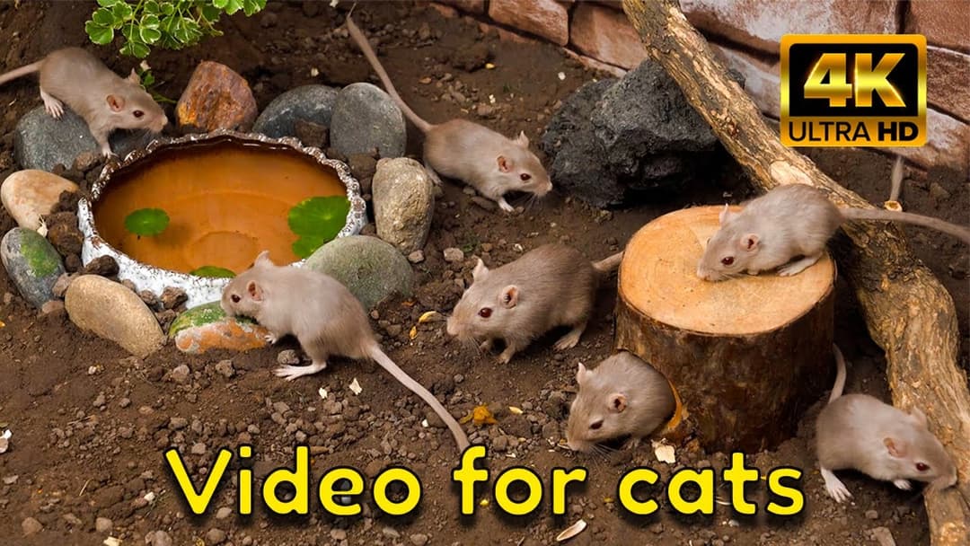 4K Oasis Hide & Seek Mice – 3 Hour Cat TV for Cats | Catflix