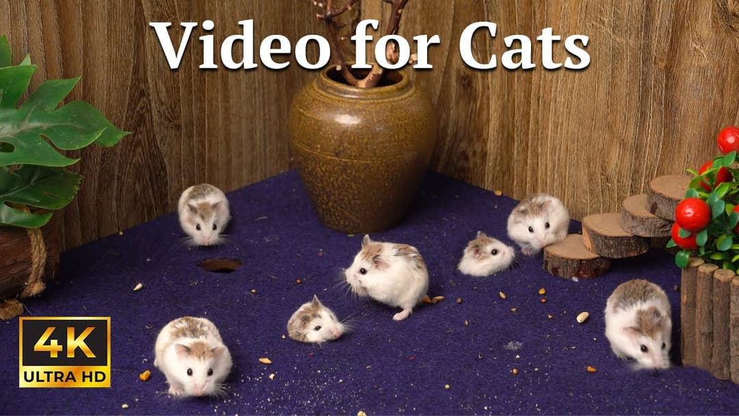 Cat TV: Hide & Seek Madness with Tiny Mice – 3 Hours of Catflix TV Fun in 4K