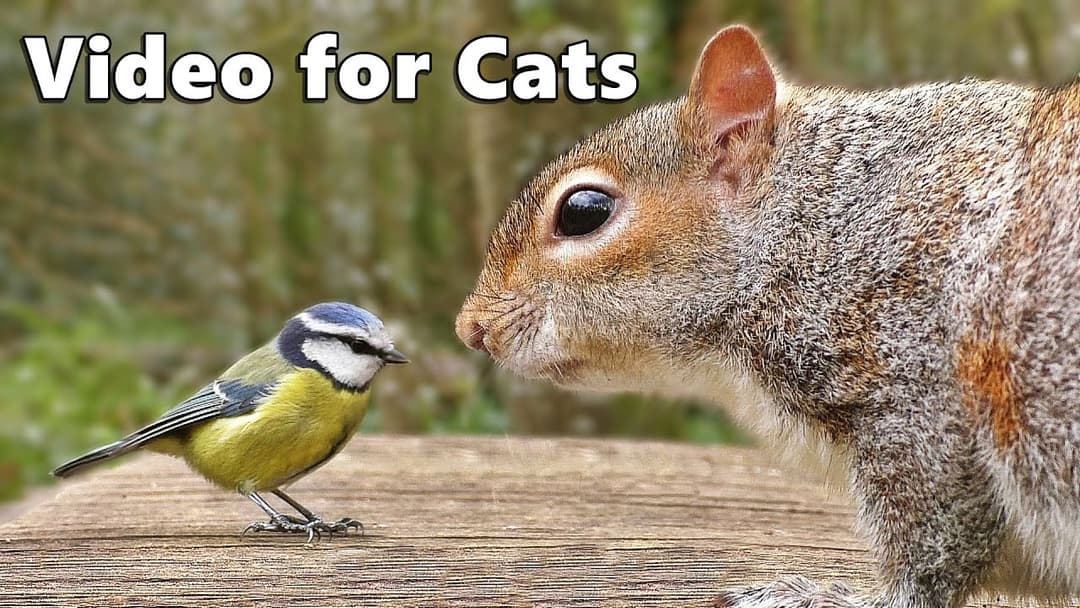Videos for Cats to Watch : Birds Chirping and Squirrels Extravaganza