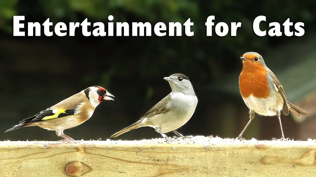 Videos for Cats to Watch - One Hour of Garden Birds