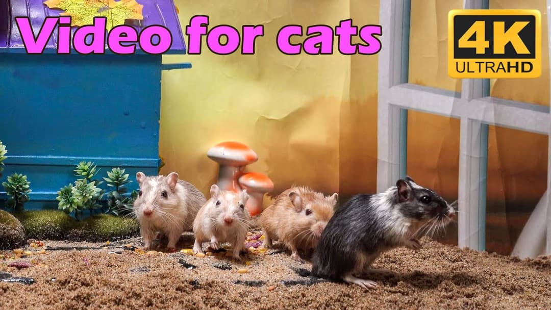 Cat TV: Thrilling Hide & Seek with Playful Tiny Mice - 3 Hours 4K UHD | Catflix