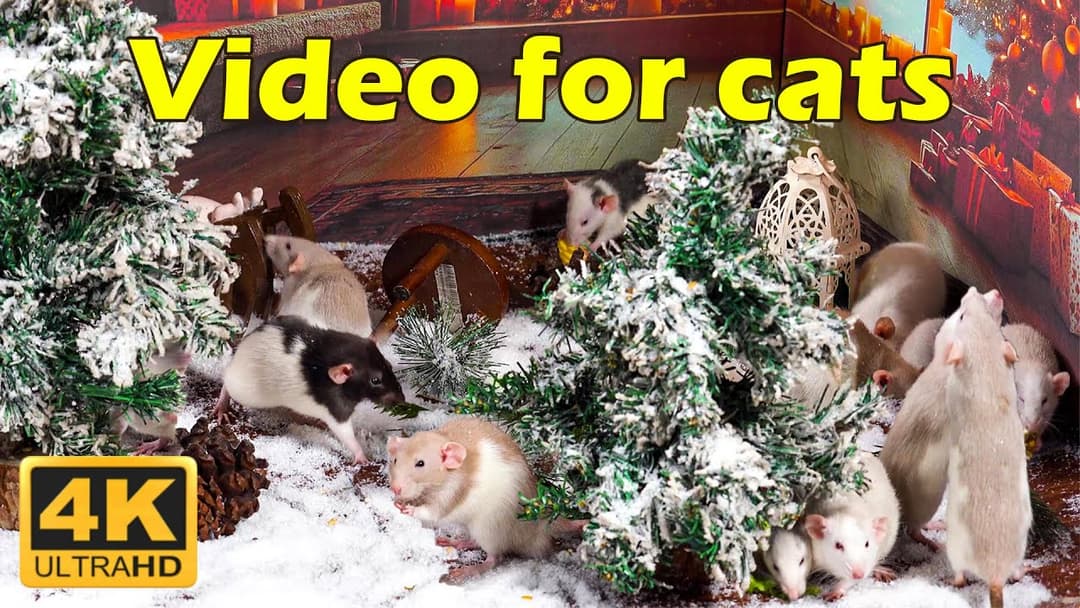 Cat TV: Non-Stop Tiny Mice Hide & Seek Action on Cat TV – 3 Hours in UHD | Catflix