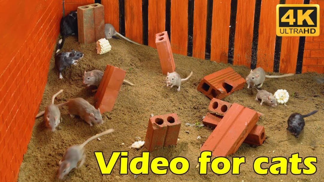 Cat TV: Hide & Seek with Tiny Mice – 3 Hours of Watch Cats Go Wild on Catflix in 4K!