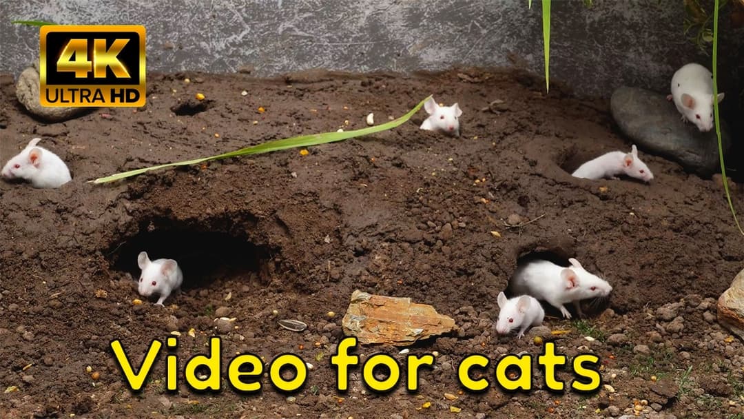 Cat TV Hide & Seek for Cats – Burrow Pop-Up Mice 4K | 3-Hour