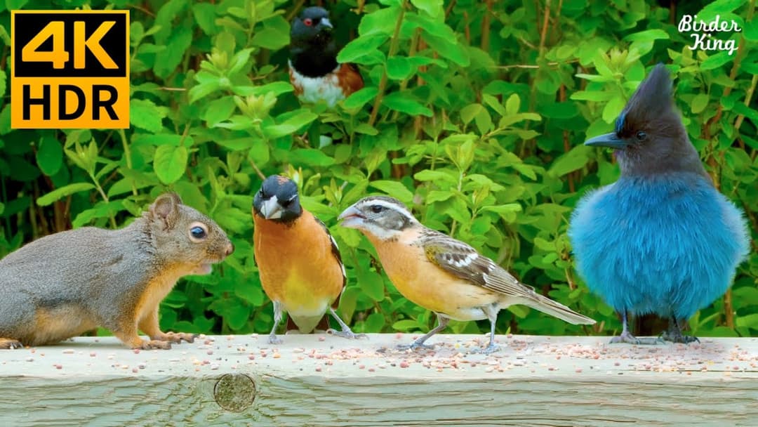 Cat TV for Cats to Watch 😺 Fascinating Birds and Their Squirrel Friends 🐦 8 Hours(4K HDR)