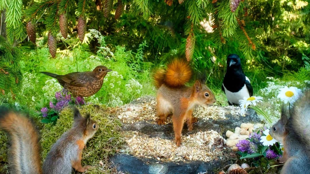 Squirrel and Bird Watching: Forest Friends Relaxation 😺 Pet TV 🐩🕊️