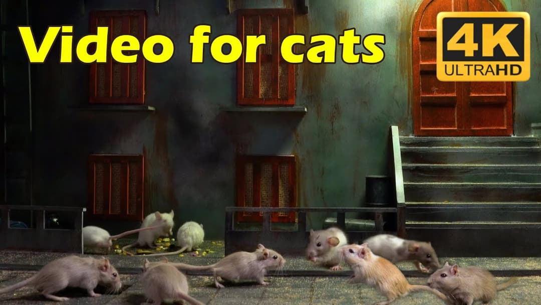 Cat TV: 3 Hours of Non-Stop Hide & Seek Fun in 4K UHD - Tiny Mice Playground | Catflix
