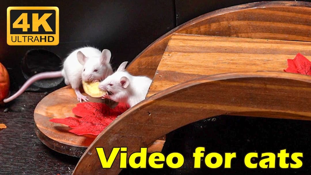Cat TV: Exciting Hide & Seek with Tiny White Mice - Pure Feline Fun! - 3 Hours 4K UHD | Catflix