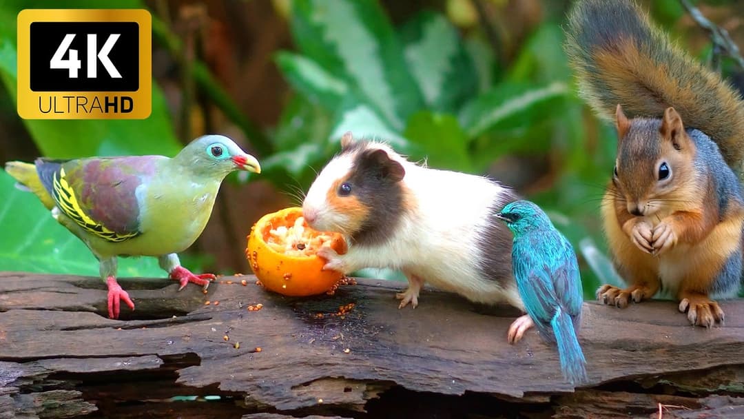 [NO ADS] Cat TV for Cats to Watch 😸 Birds & Squirrels on a Green Garden 🕊️ Bird Videos for Cats 4K