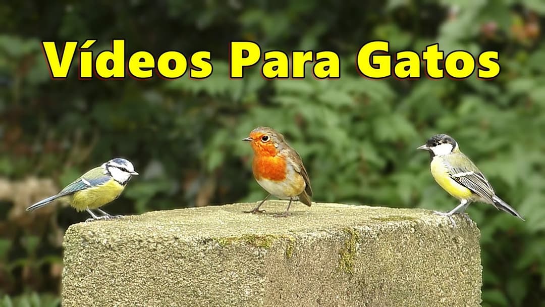 Videos Para Gatos ~ coloridos pájaros del jardín ⭐ 8 Horas ⭐