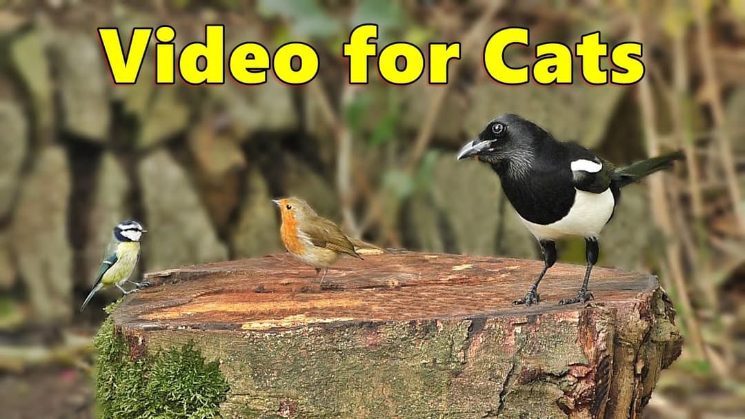 Video for Cats to Watch ~ Birds, Birds and More Birds ⭐ 8 HOURS ⭐