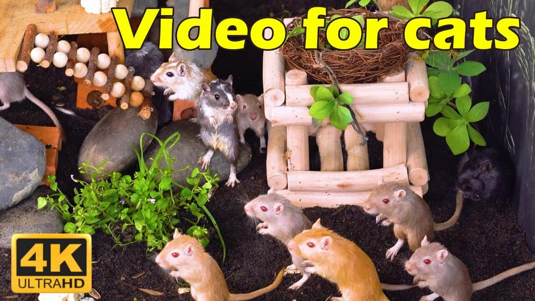 Cat TV: Tiny Mice Hide & Seek Adventure in Ultra 4K – Endless Fun for Your Cat! | Catflix