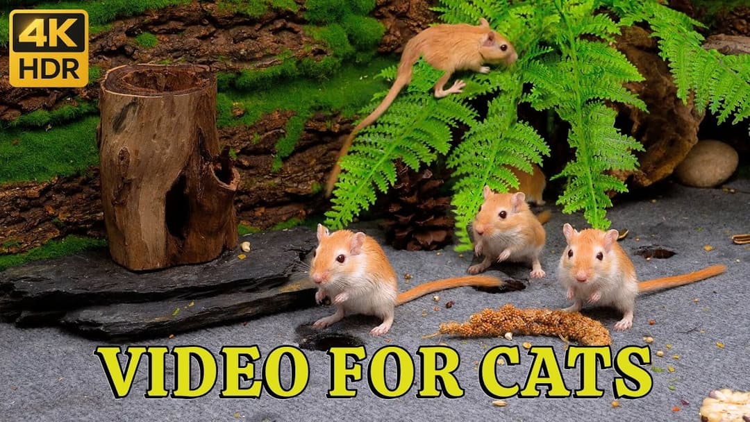 4K HDR Mice Playtime for Cats: Endless Mouse Hide & Seek Adventure for All-Day Cat TV