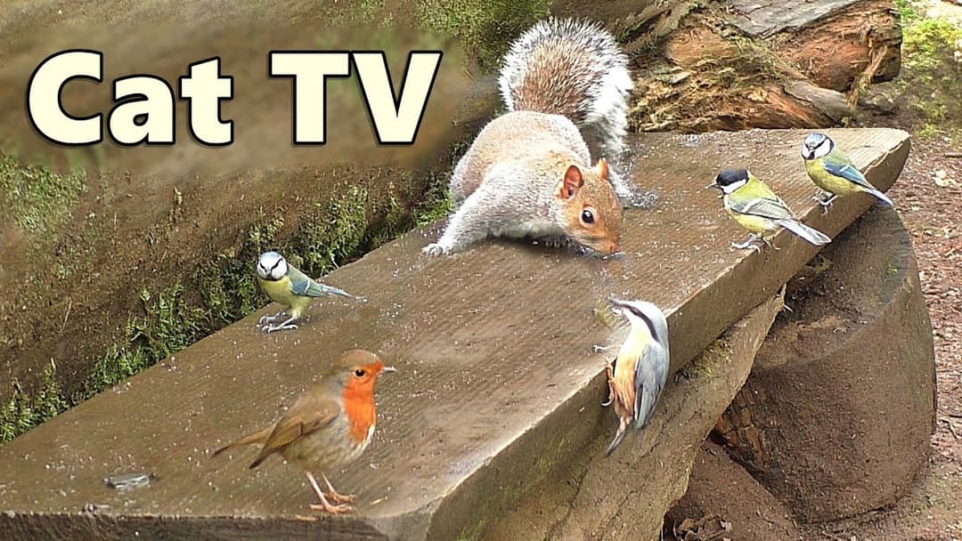Cat TV ~ Birds and Squirrels Cornucopia ⭐ 8 HOURS ⭐