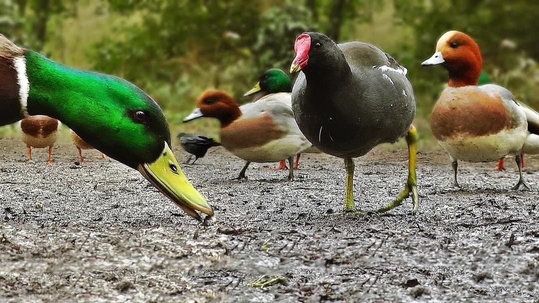 Ducks Quacking : Featuring Mallard Duck, Wigeon, Moorhen, Rook and Mute Swan
