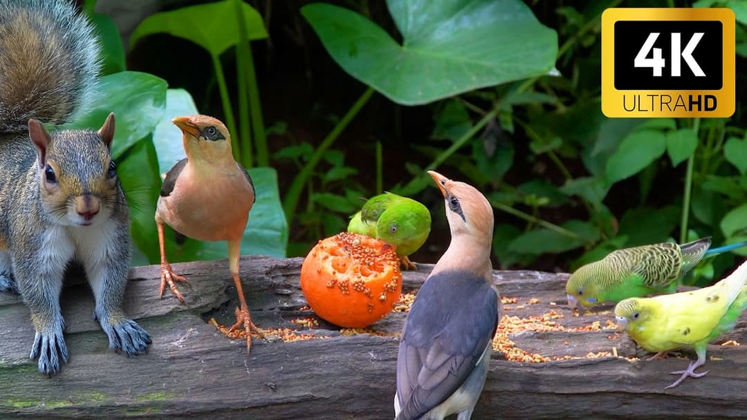 [NO ADS] Cat TV for Cats to Watch 😺🐦Unlimited Birds Chipmunks Squirrels 🐿️ Videos for Cats to Watch